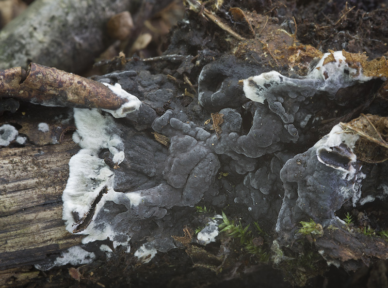 Tomentella fuscocinerea